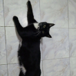 ͷ��