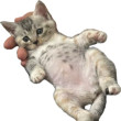 ͷ