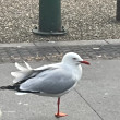 ͷ