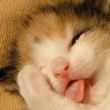 ͷ��