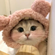 ͷ