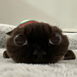 ͷ