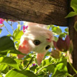 ͷ