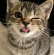 ͷ��