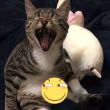 ͷ��
