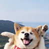 ͷ