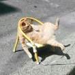 ͷ