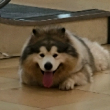 ͷ