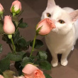 ͷ��