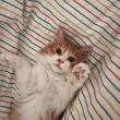 ͷ��