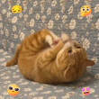 ͷ��