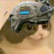 ͷ��