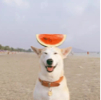 ͷ��