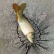 ͷ