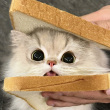 ͷ��