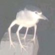 ͷ��