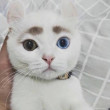 ͷ