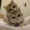 ͷ
