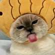 ͷ
