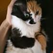 ͷ