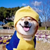 ͷ