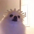ͷ