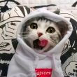 ͷ��