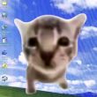 ͷ��