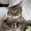 ͷ