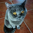 ͷ