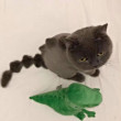 ͷ