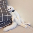 ͷ
