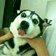 ͷ