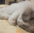 ͷ