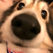 ͷ