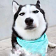 ͷ