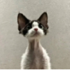 ͷ