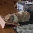 ͷ��