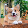 ͷ��