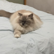 ͷ��