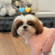ͷ