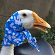 ͷ