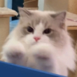 ͷ��