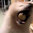ͷ