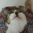 ͷ��