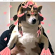 ͷ