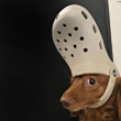 ͷ
