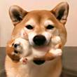ͷ