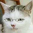 ͷ