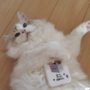 ͷ��